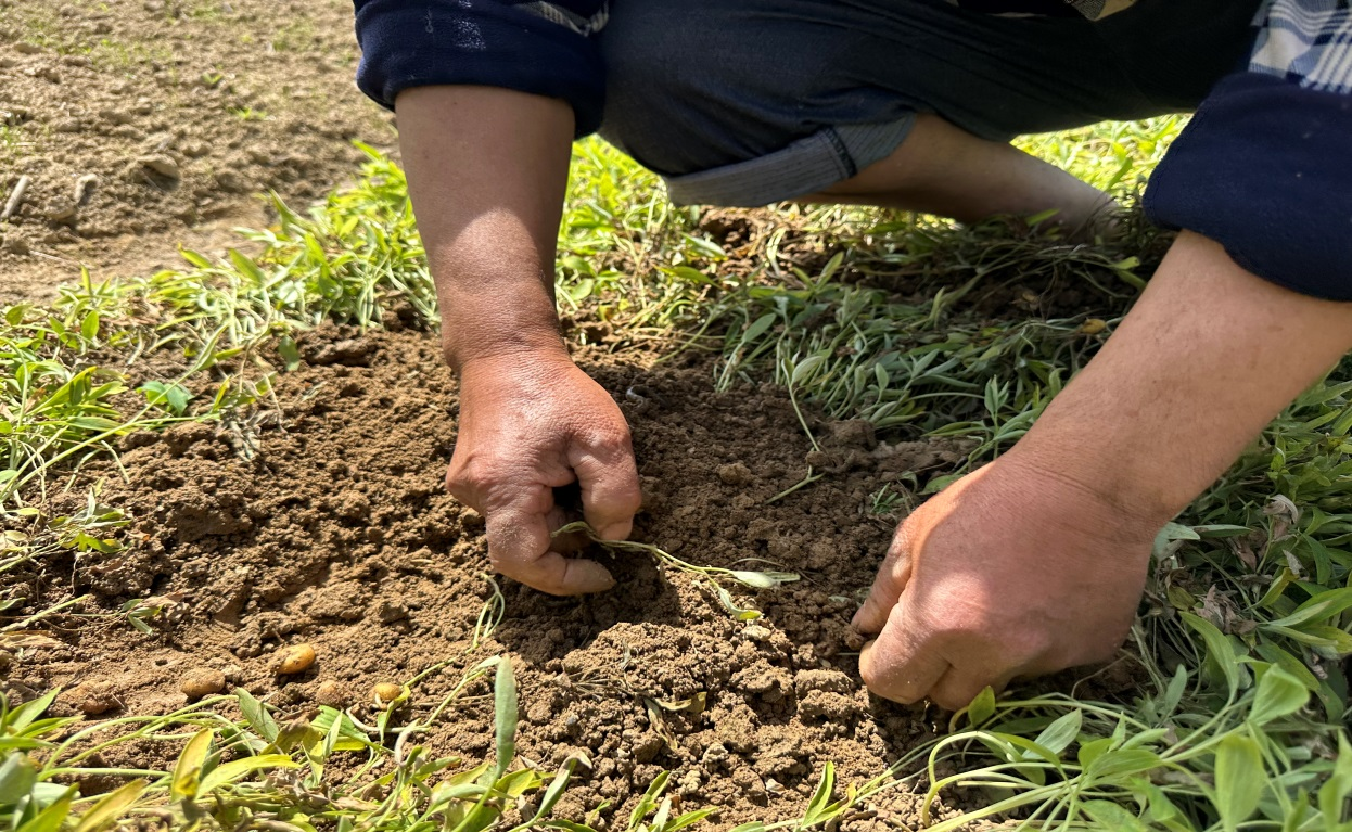 SCIGROUND Biotechnology Planting base